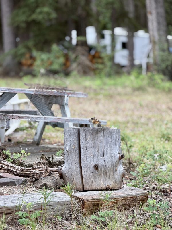 Chipmunk on a stump at a campsite
