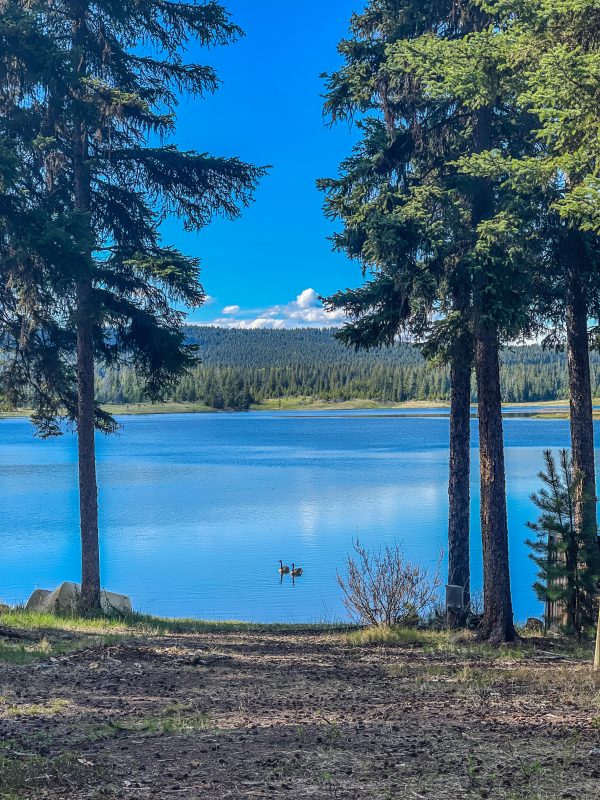 Canada geese on the blue water of Leighton Lake