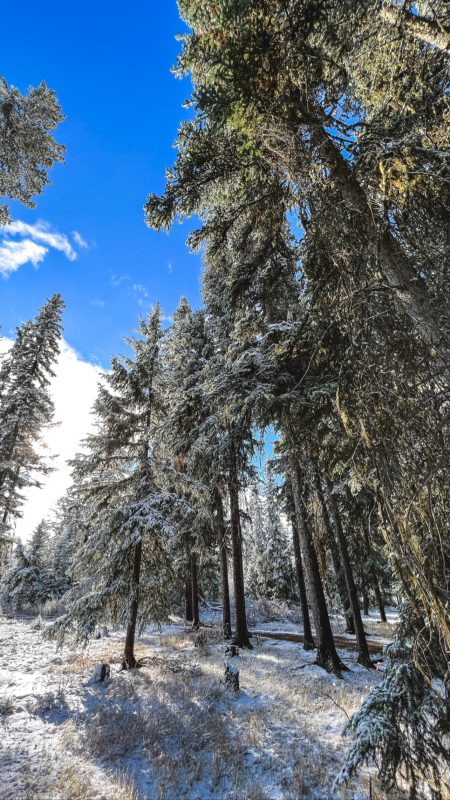 Snowy forest under a blue sky
